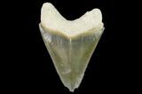 Serrated, Fossil Megalodon Tooth - Florida #108404-1